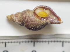 Aulacofusus brevicauda