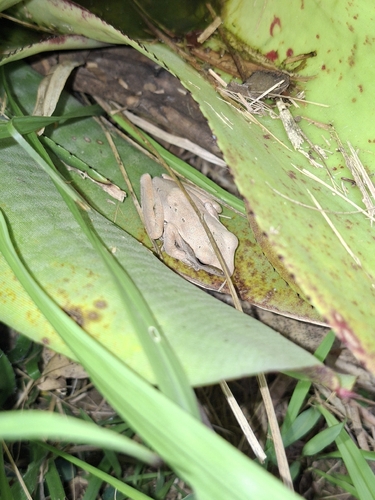 Common Southeast Asian Tree Frog