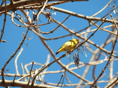 Spinus magellanicus