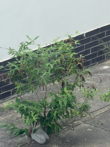 Asiatic butterfly-bush