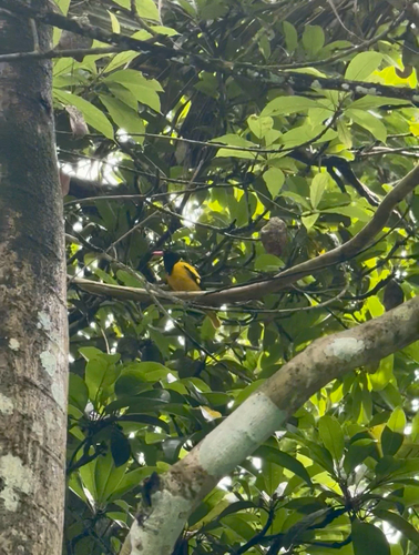 Black-hooded Oriole