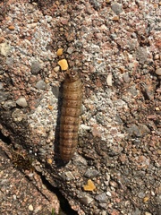 Agrotis exclamationis
