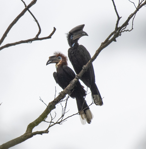 Black-casqued Hornbill (Ceratogymna atrata), photo 2