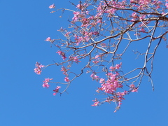 Handroanthus