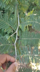 Vachellia macracantha