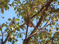 Passer domesticus