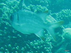 Myripristis violacea