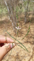 Carlowrightia pectinata