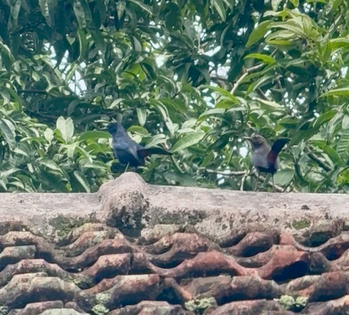 Indian Robin
