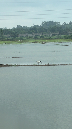 Black-headed Ibis