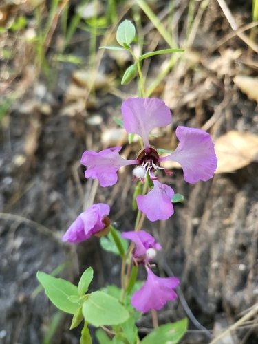 iNaturalist observation photo of Elegant Clarkia