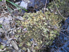 Sphagnum magellanicum
