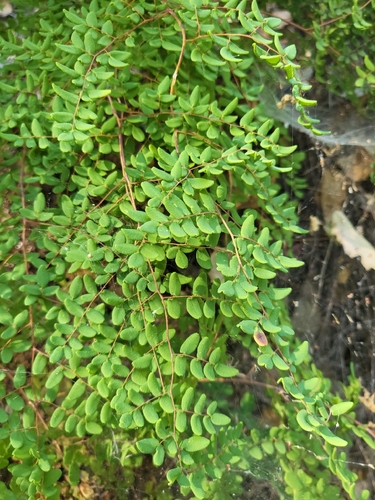 iNaturalist observation photo of Coffee Fern