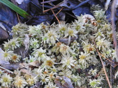 Sphagnum magellanicum