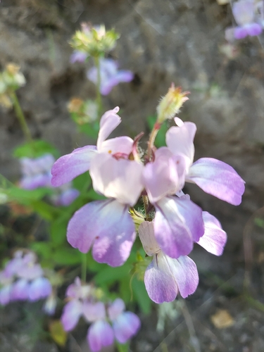 iNaturalist observation photo of Blue-eyed Marys