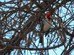 Paroaria coronata