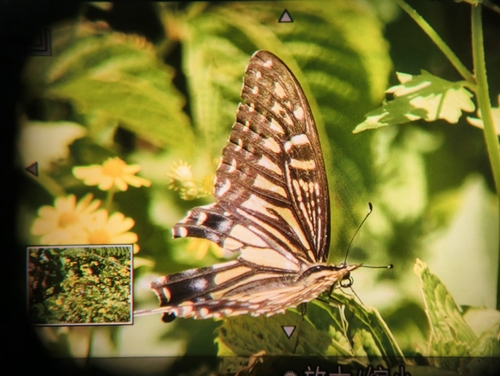 Chinese Yellow Swallowtail