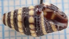 Pilsbryspira albocincta