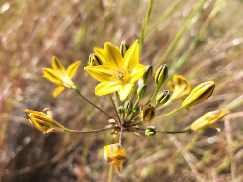 iNaturalist observation photo of triplet lilies