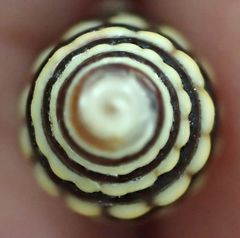Pilsbryspira albocincta