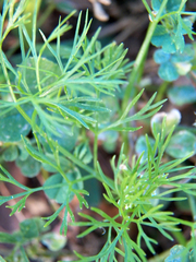 Cyclospermum