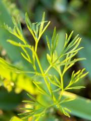 Cyclospermum