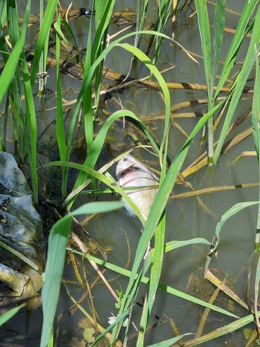 Bluegill