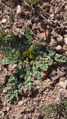 Cymopterus longipes