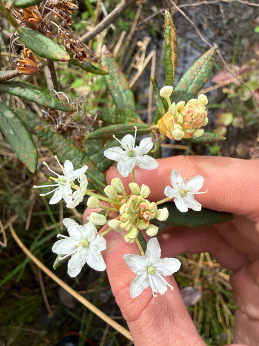Rusty Labrador-tea (Rhododendron groenlandicum)
