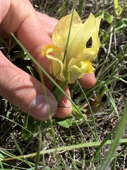 Iris reichenbachii, photograph (c) Line Juul Nielsen, some rights reserved (CC BY)