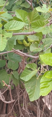 Cola cordifolia