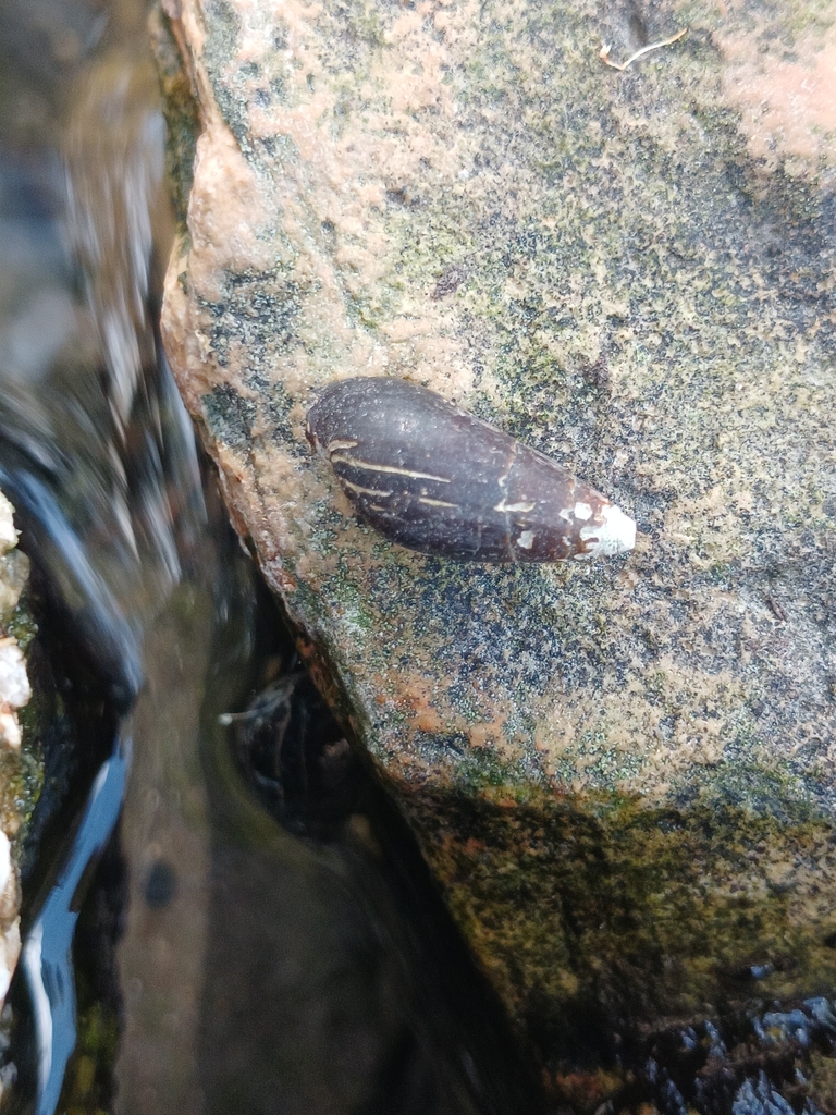 Melanopsis praemorsa