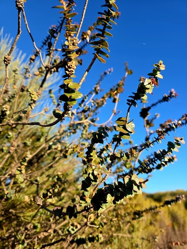 Melaleuca cordata observed 2026-05-16