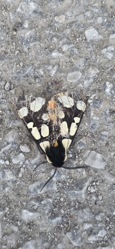 Cream-spot Tiger