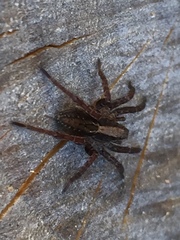 Alopecosa pulverulenta