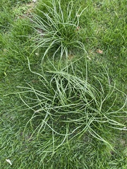 Allium schoenoprasum schoenoprasum