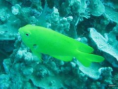 Pomacentrus sulfureus