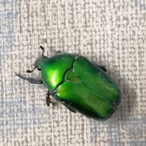 Copper Chafer