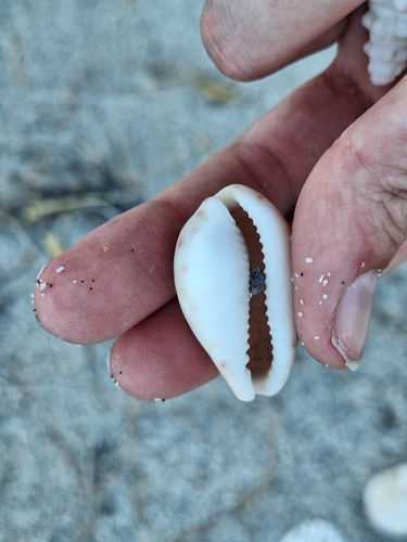 Cypraea annettae observed 2026-05-11