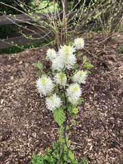 Fothergilla