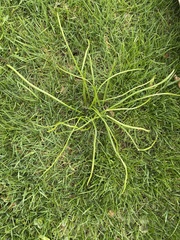 Allium schoenoprasum schoenoprasum