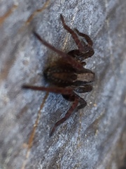 Alopecosa pulverulenta