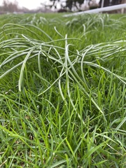 Allium schoenoprasum schoenoprasum