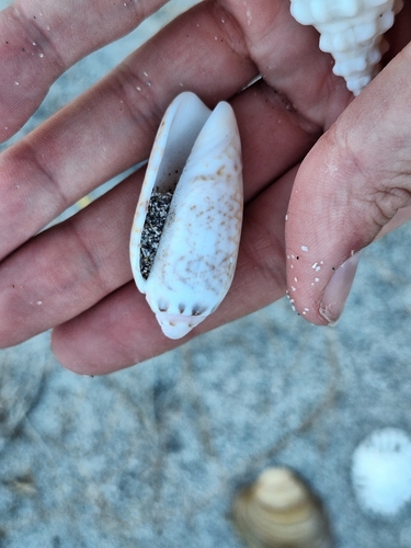 Oliva spicata observed 2026-05-11