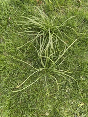 Allium schoenoprasum schoenoprasum