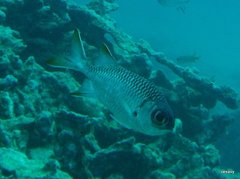 Myripristis violacea