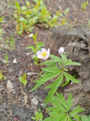 Anemone caerulea, photograph (c) Ульяна Ярцева, some rights reserved (CC BY)