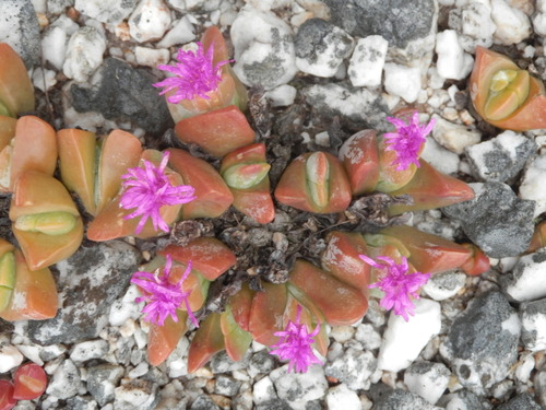 Image of Gibbaeum hartmannianum by (c) Charles Stirton, some rights reserved (CC BY-SA)