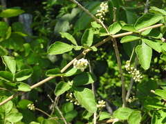 Paullinia