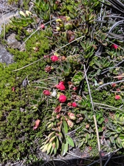 Disterigma empetrifolium